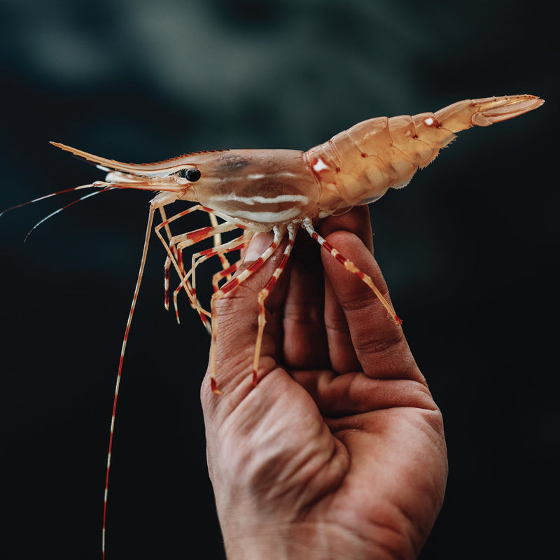 Live Spot Prawns (Pick Up False Creek)