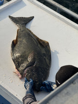 Whole Fresh Halibut      Weekly Pre - Order