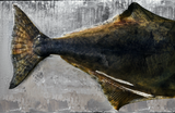 Whole Fresh Halibut      Weekly Pre - Order