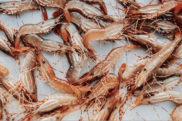 Live Spot Prawns (Pick Up False Creek)